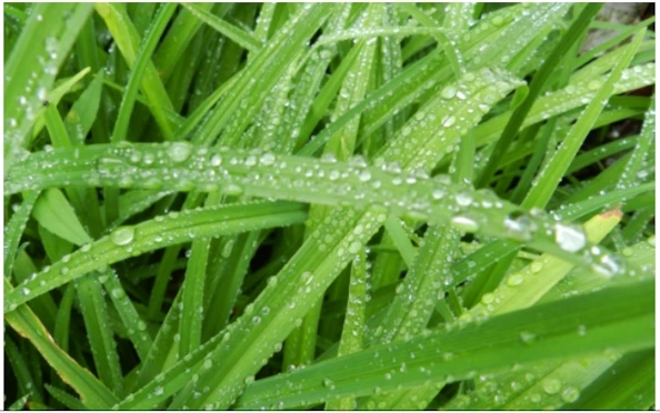 Photographie de brins d’herbe en gros plan